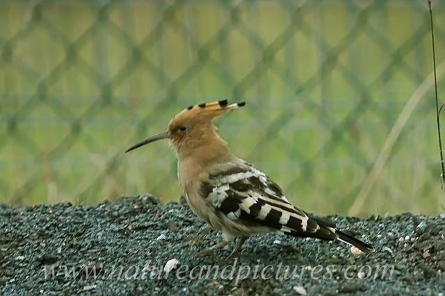 hoopoe, hoopoes, bird-3.jpg - FELICIA THE HOOPOE - FELICIA PARK FARM, GOSPORT - 2006